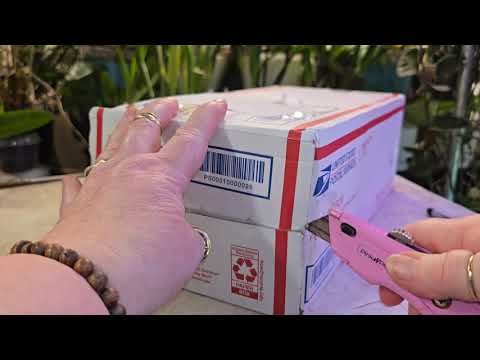 Видео: Распаковка орхидеи с Orchidsbythelake.com