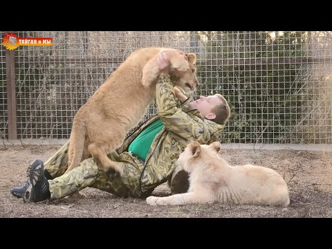 Видео: Как львят делают добрыми! Тайган. Lions life in Taigan.
