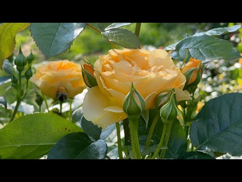 Видео: Июль в Саду 5 июля 2025 часть 2