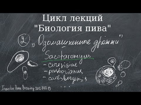 Видео: Биология пива. Часть 2. Дрожжи: эволюция от диких к домашним.