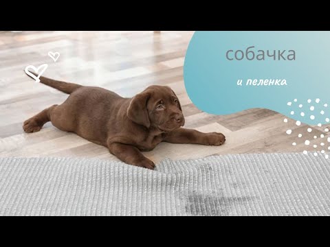 Видео: 🐶 "Мой щенок ходит мимо пеленки! Что делать?" - видео-советы для 100% результата