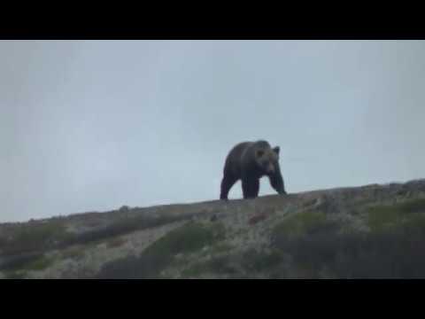 Видео: Путешествия в одиночку. Тиманский кряж часть 2 подъем по Нижней Каменке и переход на Белую