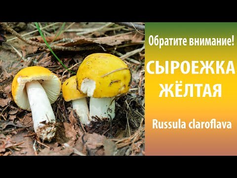 Видео: Обратите внимание! Сыроежка жёлтая.