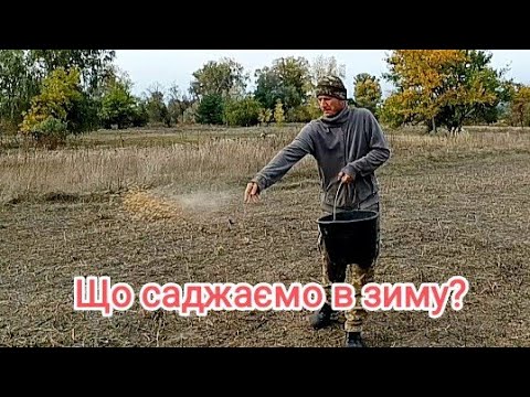 Видео: ​🔥 ОЗИМИЙ ЧАСНИК: ЯК МИ САДЖЄМО ВРУЧНУ І СІЄМО ПШЕНИЦЮ НА ЗИМУ! Осінні Роботи на Городі.
