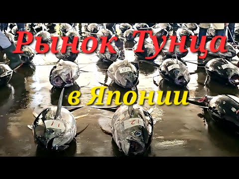 Видео: КАК ПРОДАЮТ И ПОКУПАЮТ ТУНЕЦ. Такого вы точно нигде не видели! 