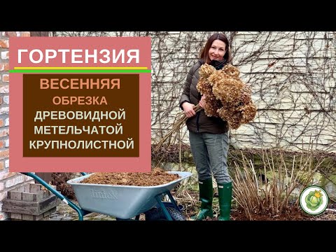 Видео: ГОРТЕНЗИЯ - весенняя обрезка и уход//древовидная, метельчатая, крупнолистная