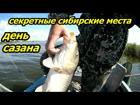 Видео: ДИКИЕ СИБИРСКИЕ САЗАНЫ... ВОТ ЭТО РЫБАЛКА... Видео с оз. Чаны большую часть поклёвок не показал...