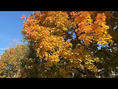 Видео: Орша. Осень. Солнце. Лес. Воздух. Бежим?
