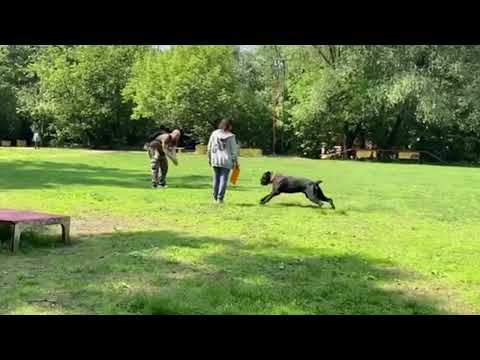 Видео: Сдача ОКД - генеральная репетиция. Кане корсо Плуто Из СА!