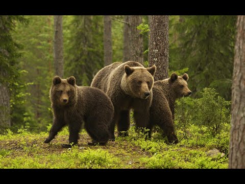 Видео: Беседа о трехдневном побеге медведей