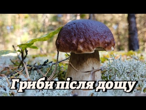 Видео: Білі гриби пішли 🍄‍🟫Знайшов повний кошик білих грибів! 🍄🍄‍🟫🌲 Тихе полювання після дощу #mushroom