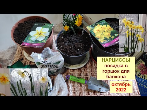 Видео: Посадка нарциссов дома осенью в горшок для цветения весной на балконе.