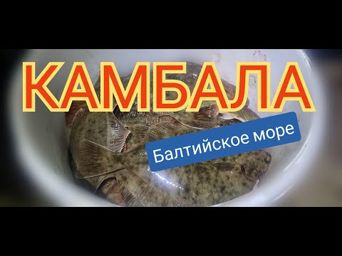 Видео: Камбала 2023