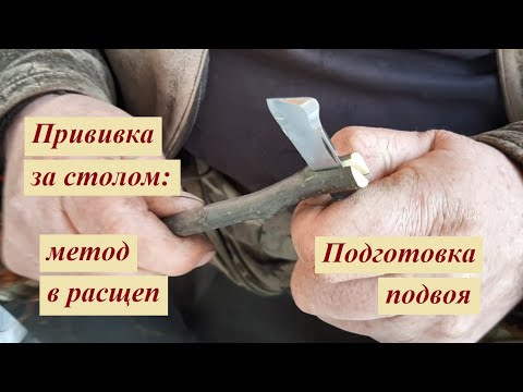 Видео: Прививка за столом в расщеп от А до Я