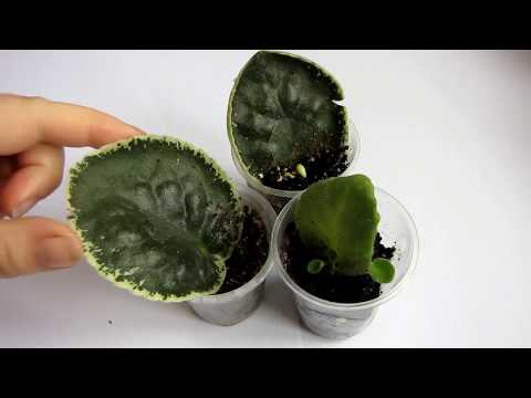 Видео: Фиалки КОГДА СНИМАТЬ ТЕПЛИЧКИ? Лист фиалки укоренился.