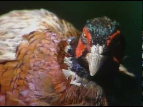 Видео: Бушава азбука -  Д