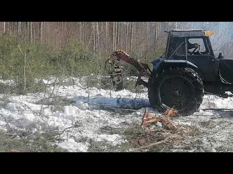 Видео: Мтз 82 на делянке вытаскивает деревья.