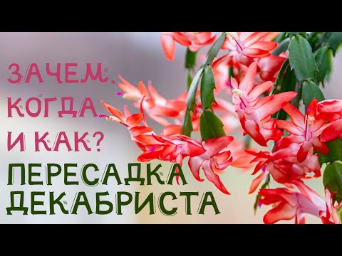 Видео: ПЕРЕСАДКА ДЕКАБРИСТА. КАК правильно, КОГДА и ЗАЧЕМ! ЦВЕТЕНИЕ ШЛЮМБЕРГЕРЫ гарантировано!