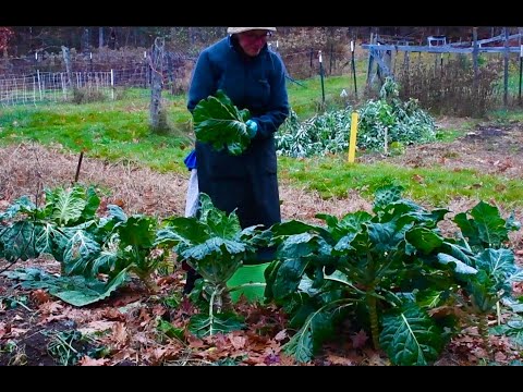 Видео: Этот сад всё ещё даёт так много еды, что мы не можем за ней угнаться