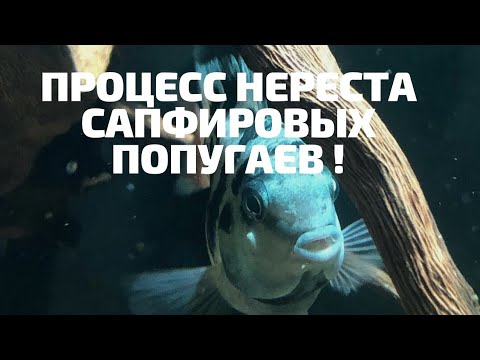 Видео: Попугайчики мечут икру! Blue tiger parrot - spawning