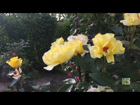 Видео: Роза  Голден Шауэрс 2020. Загородная жизнь.