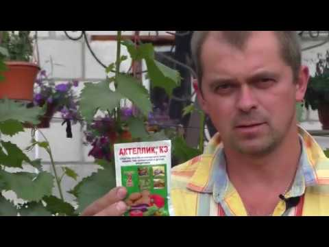 Видео: Виноград. Вторая профилактическая обработка от болезней и вредителей.