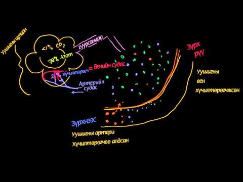 Видео: Цусны улаан эс