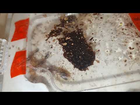 Видео: plagilepsis оказался tapinoma:) ну немного про всех обитателей, manica rubida, и прочие.