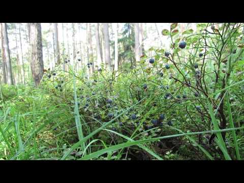 Видео: Лесные ягоды