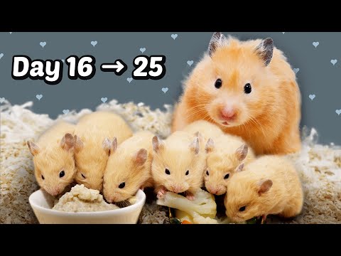 Видео: День с 16 по 25: детеныши хомяков подрастают | Исцеление