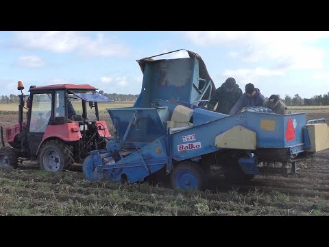 Видео: частная уборка картофеля/ мтз 320.4 Беларус / Картофелеуборочный комбайн Bolko Z643. 2021