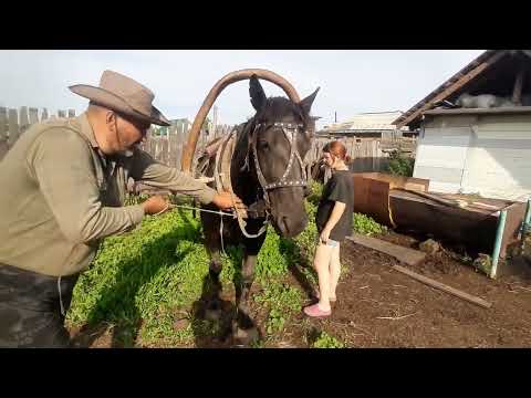 Видео: Заготовка сена принципиально только лошадьми.