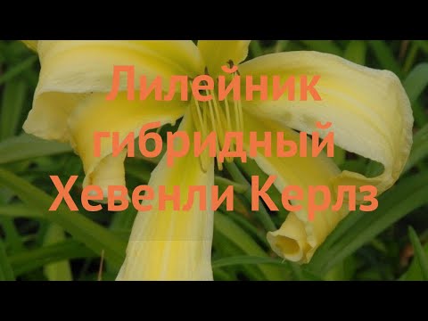 Видео: Лилейник гибридный Хевенли Керлз (hemerocallis) 🌿 обзор: как сажать, саженцы лилейника Хевенли Керлз