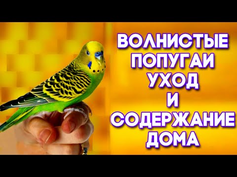 Видео: Уход за волнистым попугаем. УХОД и СОДЕРЖАНИЕ ВОЛНИСТЫХ ПОПУГАЕВ дома. КРАТКИЙ ОБЗОР