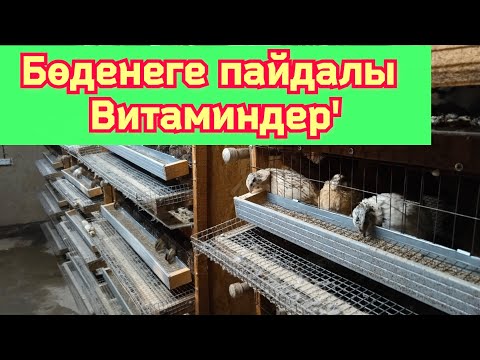 Видео: Бөденелерге қандай витаминдер беріледі/жалпы атаулары қандай/қалай береміз?!