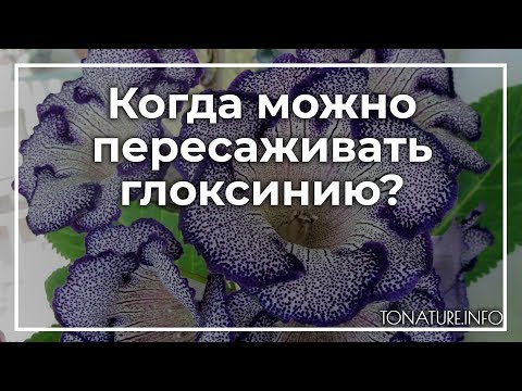 Видео: Когда можно пересаживать глоксинию? | toNature.Info