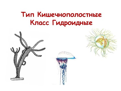 Видео: Тип Кишечнополостные. Класс Гидроидные