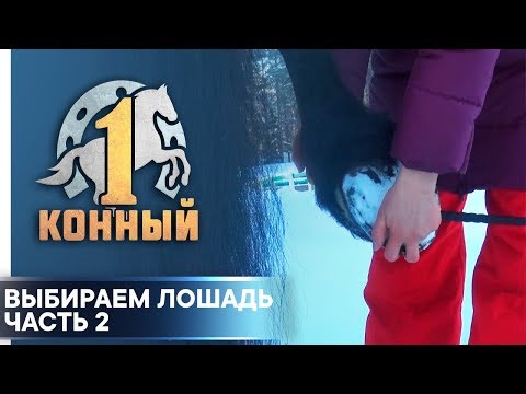 Видео: Выбираем лошадь 2. Ветеринарные тесты.