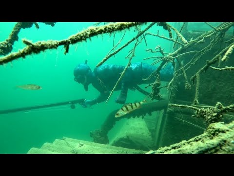 Видео: Подводная охота в поиске трофея