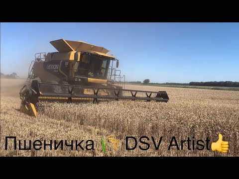 Видео: Сипе що дурна😱 Нарешті‼️Жнива пшенички 🌾 DSV Artist👍 Врожаєм більш ніж задоволені‼️