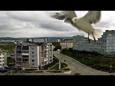 Видео: г Полярный- Годы. Прошлое и настоящее.