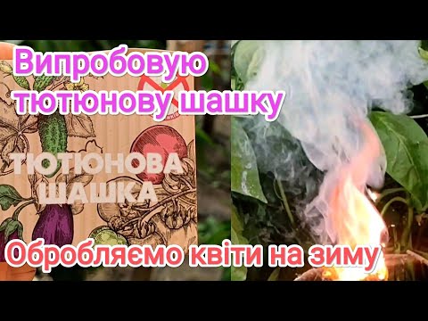 Видео: Випробовую тютюнову шашку на перцеві. Обробляємо квіти перед зимою.