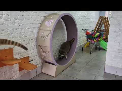 Видео: В гостях у енотов и носух. Енот-банда в Москве!