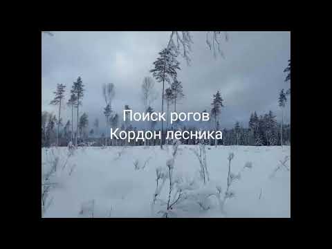 Видео: Где и как искать рога. Часть первая.