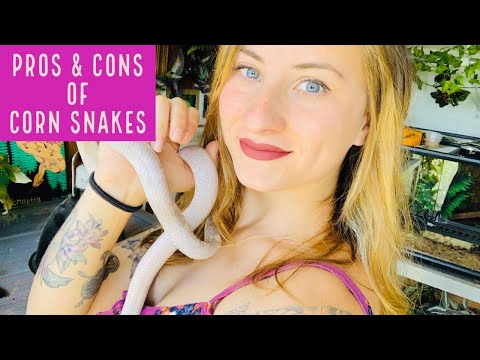 Видео: Плюсы и минусы кукурузного полоза