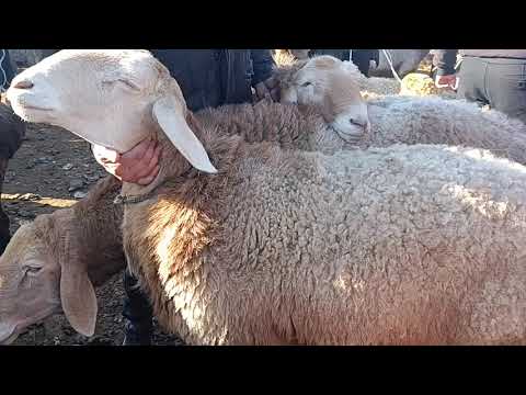 Видео: 2 ноябры 2025 жыл токмок мал базары койлордун баасы 