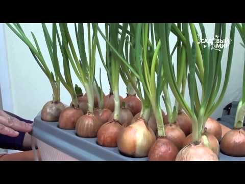 Видео: Домашняя установка по выращиванию зеленого лука. Сайт "Садовый мир"