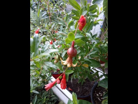Видео: Комнатный гранат Нана