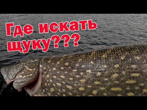 Видео: РУСЛО ИЛИ ПОЛЕ??? ГДЕ ИСКАТЬ ТРОФЕЙНУЮ ЩУКУ? Рыбалка с Ronin Rush SONIC INSURGENT 14-50гр. 240см.
