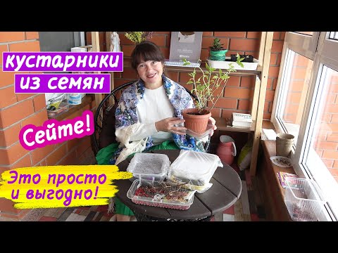 Видео: Декоративные КУСТАРНИКИ из семян. Не тратьте деньги на саженцы!